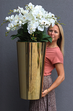 bardzo duży storczyk Golderia New, wys.110cm 