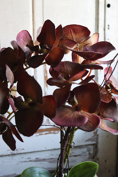 brązowy storczyk w złotej donicy, Mallona Brownie, wys.48cm 