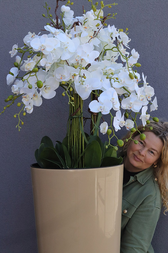 Cappuccino Mediolan, podłogowy storczyk w donicy