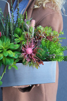 Ketrana Isolda Steel, sukulenty w stalowej donicy