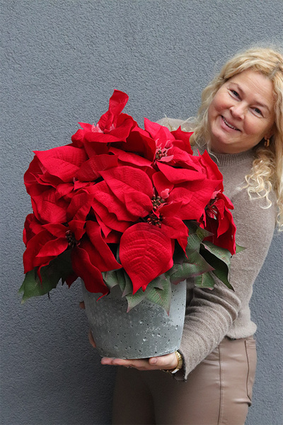 Gwiazda Betlejemska Modern Concrete Small, wysokiej jakości sztuczna roślina