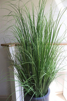 Fiberglass Grey Grass, trawa w donicy fib