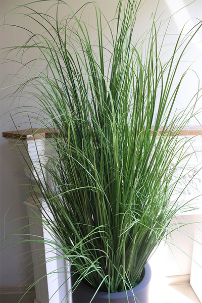 Fiberglass Grey Grass, trawa w donicy fib