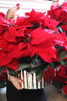 Gwiazda Betlejemska Goldeo, wysokiej jakości sztuczna roślina