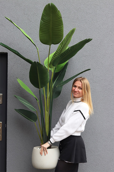 Bananowiec Concrete Bowl 2, sztuczna roślina w donicy