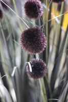 Black Mars Fiberglass, sztuczna czarna trawa w białej donicy