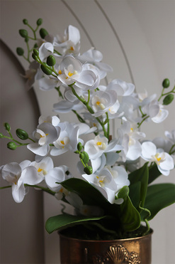 Coloseo Gold, elegancki storczyk w pucharze, wys.58cm