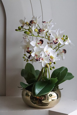 Gold Orchid Piano, gumowy w złotej donicy, wys.42cm