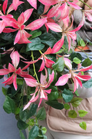 Pink World, asymetryczny wianek na drzwi