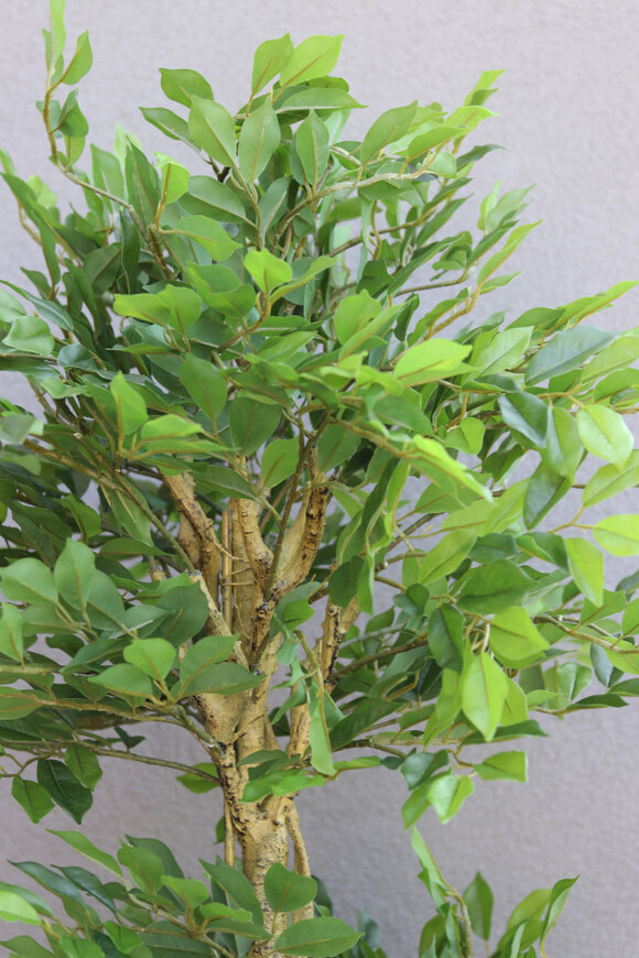 Fikus Benjamin Concrete, sztuczna roślina w betonowej donicy