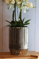 Silverro 3, podłogowy storczyk w lustrzanej donicy