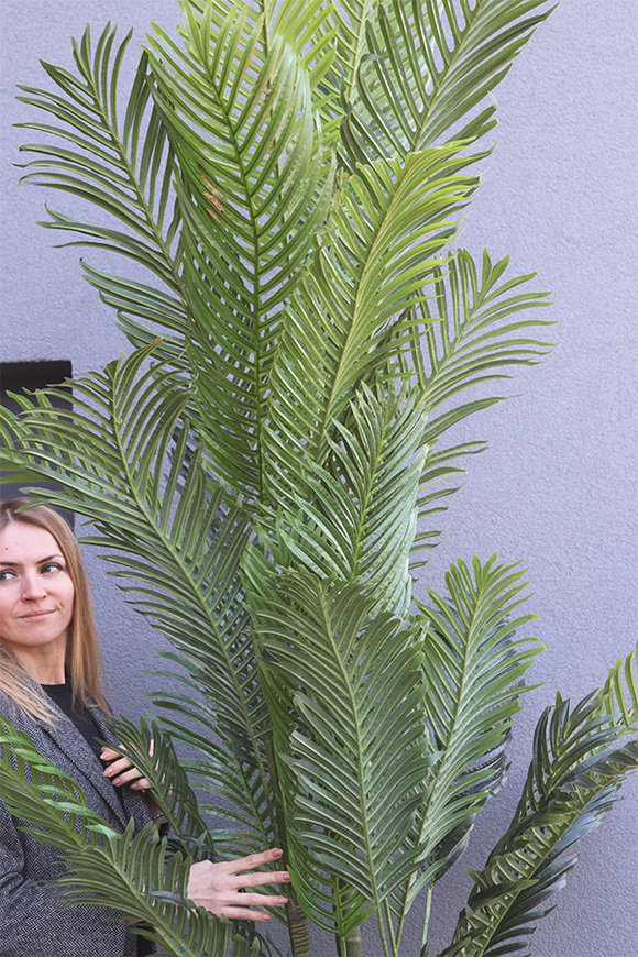 Palma Areca Big, sztuczna roślina w doniczce