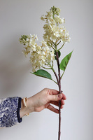 Bzy Royal, gumowy bez kwitnący lilak