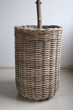 Oliwka Bahama, sztuczne drzewko w koszu, wym.210cm