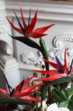 Amazonia Strelicja Gaina, egzotyczna kompozycja w donicy, wys.63cm