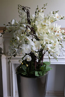 Silverio 2, elegancki storczyk podłogowy w srebrnej donicy