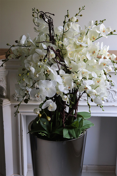 Silverio 2, elegancki storczyk podłogowy w srebrnej donicy