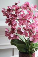 Selania Pink, różowy storczyk