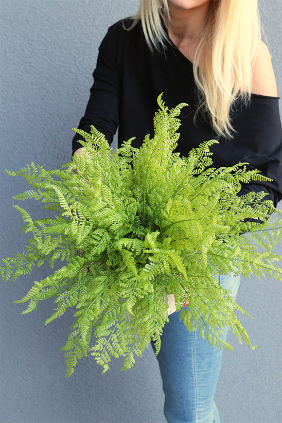 Tunilano 2, paproć w ozdobnej donicy etno