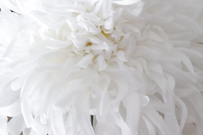 Chryzantema, gałązka sztuczny kwiat, biała