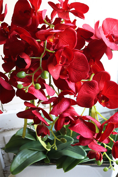 Reddanita, storczyk w biało-srebrnej donicy, wys.70cm 