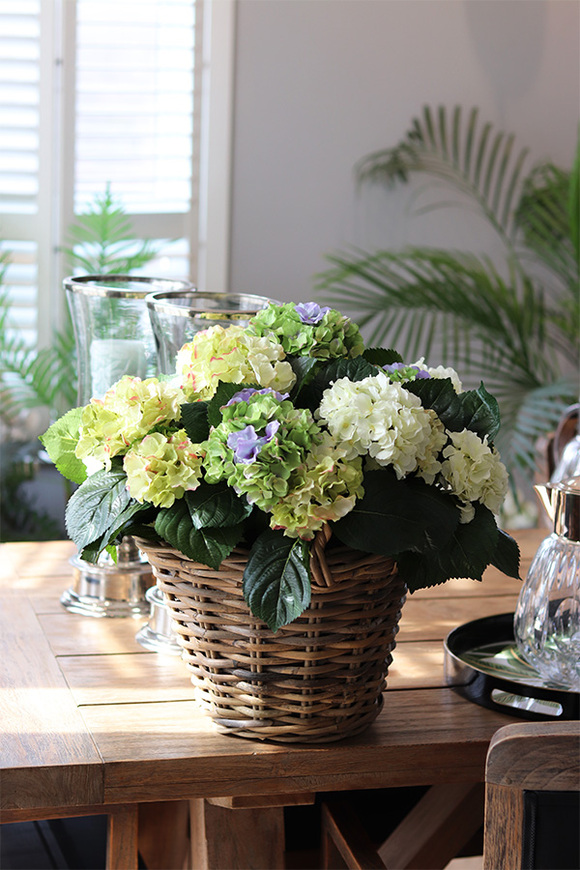 bogaty kosz hortensji, Eveline Blue Provance