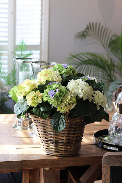 bogaty kosz hortensji, Eveline Blue Provance