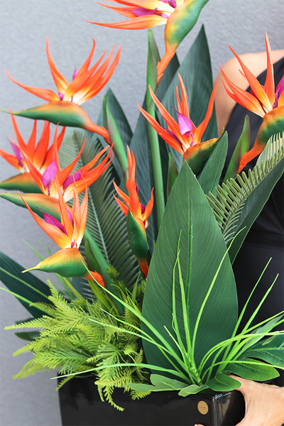 Strelicja Banerra Black, podłużna kompozycja w donicy