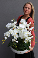 Cecile White Big, efektowny storczyk w szklanej misie