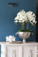 duży storczyk w eleganckim coolerze, VIP, wys.103cm