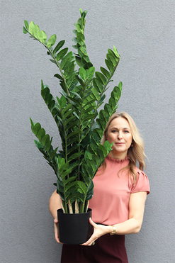 Zamiokulkas, wysokiej jakości sztuczna roślina, wys.125cm