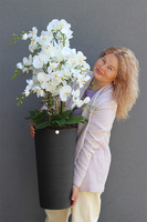 Genova Black, sztuczny storczyk w wysokiej donicy