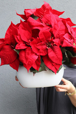 Red House, wysokiej jakości Gwiazda Betlejemska, wym.42x47cm