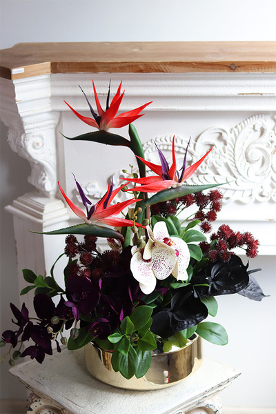 Amazonia Strelicja Gaina, egzotyczna kompozycja w donicy