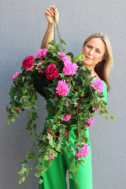 Pelargonia Extra, kwiaty w wiszącej donicy, dł.80cm