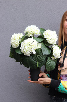 Białe Hortensje, bukiet nagrobny we wkładzie do wazonu	
