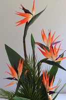 Strelicja Silver Yfrena, kompozycja w wazonie