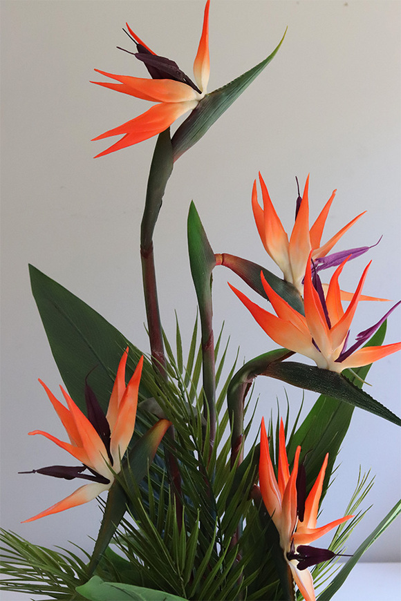 Strelicja Silver Yfrena, kompozycja w wazonie