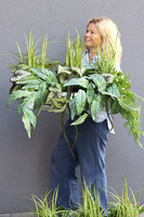 Morena Green Saute, zielona dekoracja do twojej donicy