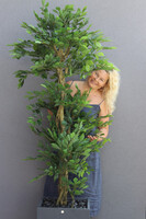 Fikus Benjamin Concrete, sztuczna roślina w betonowej donicy