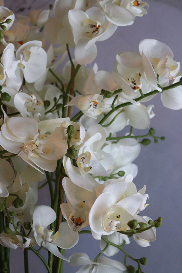 Silverro 3, podłogowy storczyk w lustrzanej donicy