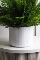 Annata White, paproć w białej donicy