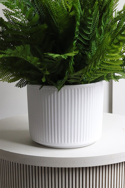 Annata White, paproć w białej donicy