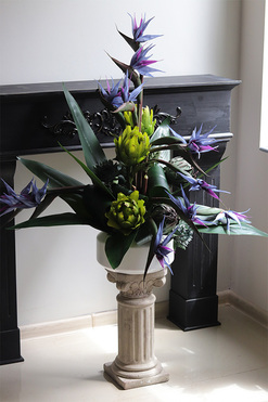 Niebieska Strelicja, egzotyczna kompozycja w donicy, wys.80cm