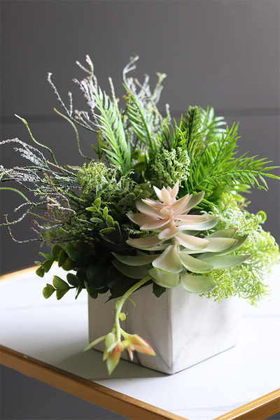 Marbello Angus, efektowna kompozycja sukulenty