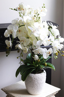 Belia White, biały sztuczny storczyk w białej donicy