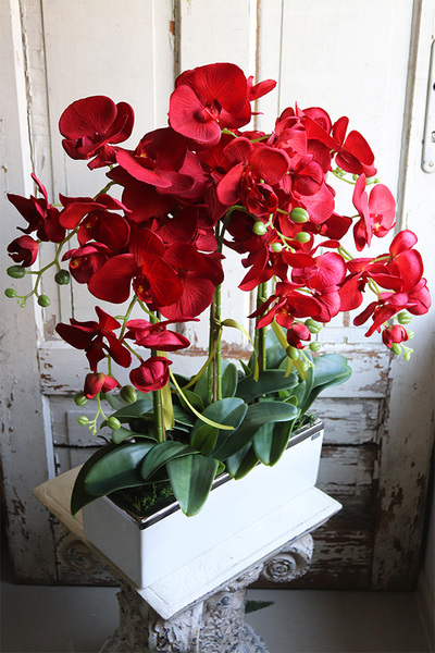 Reddanita, storczyk w biało-srebrnej donicy, wys.70cm 