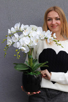 Simplicita Black, sztuczny storczyk w czarnej donicy