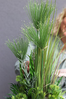 Greenis, kompozycja z trawami w złotej donicy