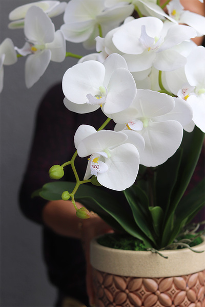 Bedytana, gumowy storczyk w brązowej donicy, wys.62cm